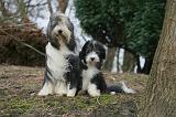 BEARDED COLLIE 450